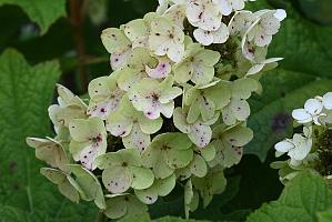 2025-07179609 Tower Hill Botanic Garden, MA